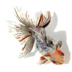 （国産金魚）一点物　銀鱗五色琉金　１５ｃｍ±（１匹）　北海道航空便要保温