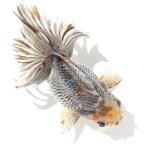 （国産金魚）一点物　銀鱗五色琉金　１５ｃｍ±（１匹）　北海道航空便要保温