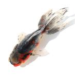 （国産金魚）一点物　東錦　変わり柄　志村養魚場　１５ｃｍ±（１匹）