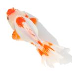 ( золотая рыбка ).. Голландия Lion Mask rose tail Indonesia производство 15cm±(1 шт )