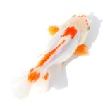( золотая рыбка ).. Голландия Lion Mask rose tail Indonesia производство 15cm±(1 шт )