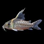 ( тропическая рыба ) один пункт предмет Corydoras ro бустер s( wild ) примерно 9cm(1 шт ) Hokkaido авиапочта необходимо теплоизоляция 