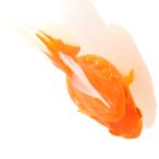 ( золотая рыбка ) один пункт предмет Broad tail Ryuukin 12cm±( Indonesia производство )(1 шт )