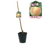 ( декоративное растение ) фруктовое дерево рассада Momo ( персик ) белый .5 номер (1 pot ) огород фрукты фрукты 