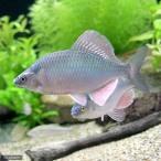 ( пресноводная рыба )kane common L размер 8.5~10.5cm(5 шт )