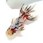 ( местного производства золотая рыбка ) один пункт предмет восток .2 лет Okabe . рыба место производство 12cm±(1 шт )