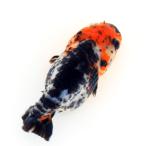 ( золотая рыбка ) один пункт предмет Edo . маленький ласты 9cm±( Indonesia производство )(1 шт )
