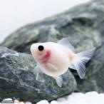 (国産金魚)ミルクピンポンパール(1匹)