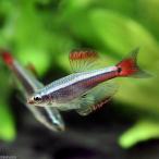 ( тропическая рыба ) машина jinaru* красный филе длинный ласты (3 шт ) Hokkaido * Kyushu авиапочта необходимо теплоизоляция 