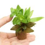 ( водоросли ) жизнь мульти- ( чай ).... Mix ( водный лист )( нет пестициды )(5 шт )