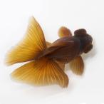 ( золотая рыбка ) один пункт предмет чай бабочка хвост три лет примерно 14cm( China производство )(1 шт )