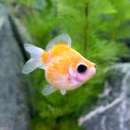 ショッピング金魚 （国産金魚）出目ピンポンパール（１匹）