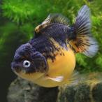 ( золотая рыбка ) один пункт предмет ..daruma Голландия Lion Mask Short tail SAMURAI FARM производство примерно 11cm(1 шт )