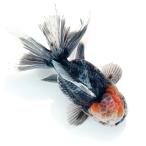 (金魚)一点物 トリカラーオランダ獅子頭 ローズテール 14cm±(中国産)(1匹)北海道航空便要保温