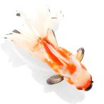 (金魚)一点物 更紗オランダ獅子頭 ローズテール 16cm±(中国産)(1匹)北海道航空便要保温