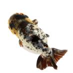 ショッピング金魚 （金魚）一点物　白黒らんちゅう　１４ｃｍ±（中国産）（１匹）北海道航空便要保温