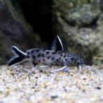 ( тропическая рыба ) инструмент для проволоки Don tisruki булавка лак (1 шт ) Hokkaido * Kyushu авиапочта необходимо теплоизоляция 