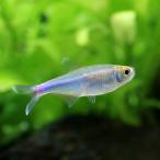 ( тропическая рыба ) голубой Tetra ( wild )(1 шт ) Hokkaido авиапочта необходимо теплоизоляция 