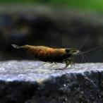 ( креветка ) can ta трос шримс (1 шт )