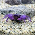 （エビ・カニ）ラベンダーバンパイア・クラブ（３匹）