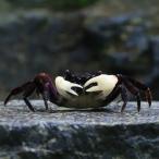 ( креветка * краб ) cerulean blue Club (3 шт )