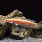 ショッピング保温 （熱帯魚）コウタイ　ゴールデンギャラクシー（１匹）　北海道航空便要保温