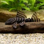 （熱帯魚）アレンカーラビリンス・タイガープレコ（ワイルド）（１匹）　北海道・九州航空便要保温