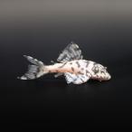 ( тропическая рыба ) один пункт предмет новый mega Crown Plecostomus super белый L-236( bleed )(1 шт ) Hokkaido авиапочта необходимо теплоизоляция 