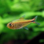 ( тропическая рыба ) Tetra sp.nieba( wild )(1 шт ) Hokkaido авиапочта необходимо теплоизоляция 