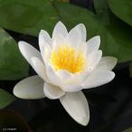睡蓮温帯性睡蓮マリアセアアルビダＭ...