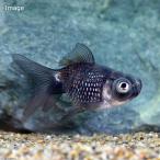 （国産金魚）穂竜　（１匹）