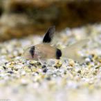 ( тропическая рыба ) Corydoras * Panda длинный ласты (1 шт ) Hokkaido авиапочта необходимо теплоизоляция 