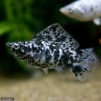 ショッピングダルメシアン （熱帯魚）ダルメシアンセルフィン・モーリー（１ペア）　北海道・九州航空便要保温