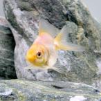 (国産金魚)白琉金(シロリュウキン)(1匹)