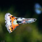 ( тропическая рыба )mo The ik* Guppy ( местного производства Guppy )(1 пара ) Hokkaido * Kyushu авиапочта необходимо теплоизоляция 