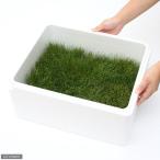 ( водоросли ) волосы - стакан Short ( водный лист )( нет пестициды )(1 кейс минут )