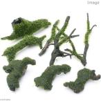 ( водоросли ) наматывать длина Willow Moss коряга 8 позиций комплект ( подводный лист )( нет пестициды )(1 комплект )