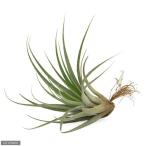 エアープランツチランジアファシクラータ