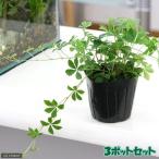 （観葉植物）パーセノシッサス　シ