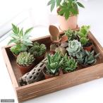 (多肉植物)おまかせ多肉植物 2号(10鉢)