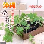 ( поступление нерешительный )( декоративное растение ) овощи рассада горький огурец белый горький огурец 3~3.5 номер (6 pot ) огород вертикальный сад 