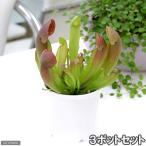 サラセニアスワニアナ