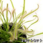 （食虫植物）モウセンゴケ　アフリカナガバモウセンゴケ（ドロセラ　カペンシス）　白花　２．５〜３号（２ポット）