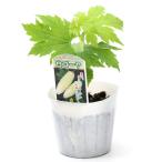 ( поступление нерешительный )( декоративное растение ) овощи рассада горький огурец белый горький огурец 3~3.5 номер (1 pot ) огород вертикальный сад 