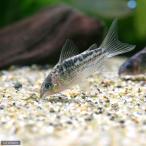 ( тропическая рыба ) Corydoras * elegance ( wild )(3 шт ) Hokkaido * Kyushu авиапочта необходимо теплоизоляция 