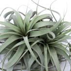 (観葉植物)エアープランツ チランジア キセログラフィカ XLサイズ(1株)