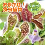 (食虫植物)おまかせ食虫植物 2.5〜3号(5ポット)
