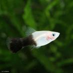 ( тропическая рыба ) Panda * pra ti(2 шт ) Hokkaido * Kyushu авиапочта необходимо теплоизоляция 