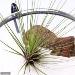 エアープランツチランジアジュンシフォリア