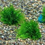 ( водоросли )* выращивание settled *ja Ian to Южная Америка Willow Moss мяч ( подводный лист )( нет пестициды )(1 шт )